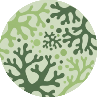 Eyes on Lichen